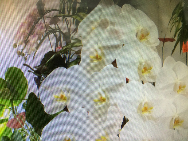 胡蝶蘭～夢～の商品写真 2