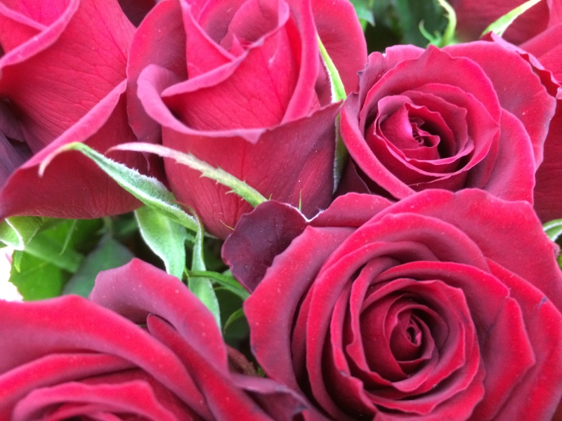 勝負！真紅の薔薇づくしの商品写真 2