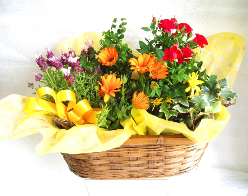 季節の花鉢アレンジ☆おまかせタイプ