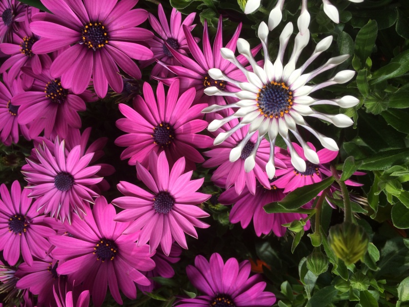 季節の花鉢アレンジ☆おまかせタイプの商品写真 2