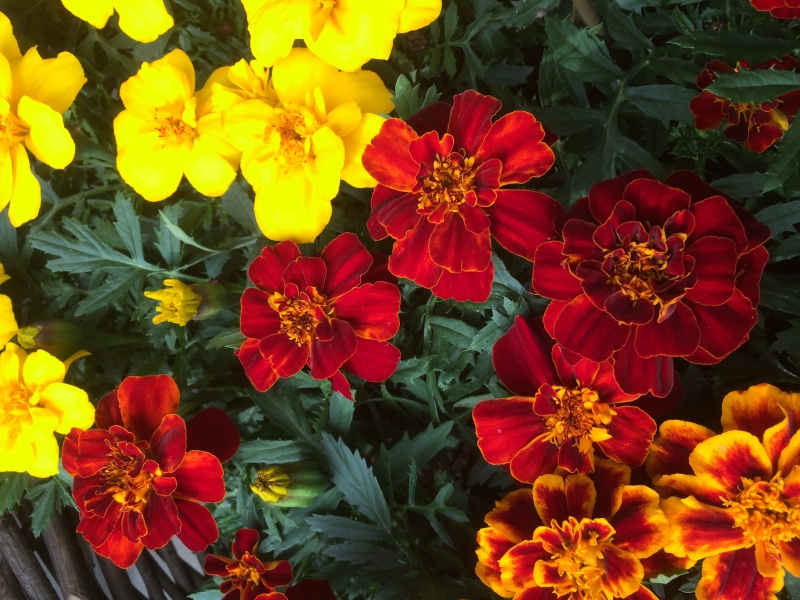 季節の花鉢アレンジ☆おまかせタイプの商品写真 3