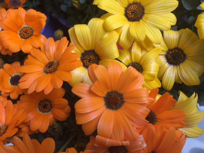 季節の花鉢アレンジ☆おまかせタイプの商品写真 4