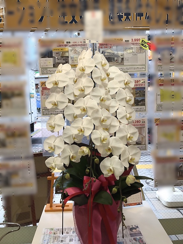 胡蝶蘭＊大輪3本立ちの商品写真 2