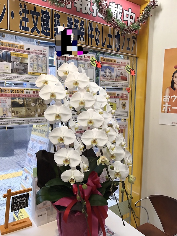 胡蝶蘭＊大輪3本立ちの商品写真 3